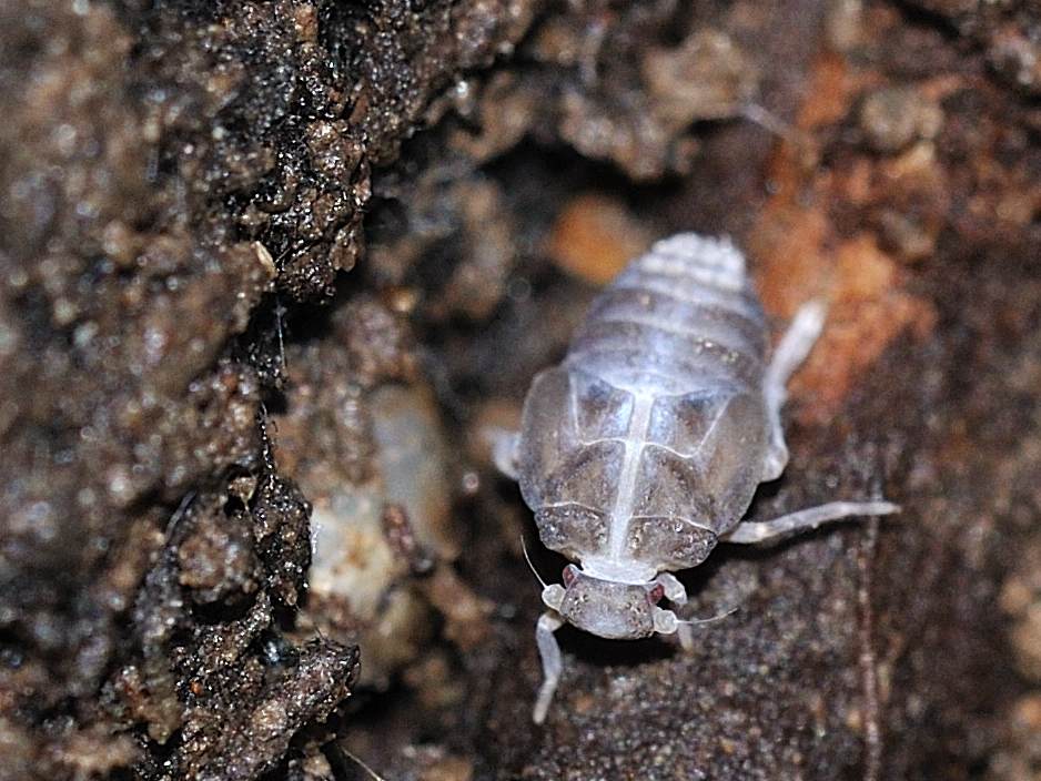 Ninfa di Cixiidae dall''Abruzzo